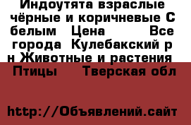 Индоутята взраслые чёрные и коричневые С белым › Цена ­ 450 - Все города, Кулебакский р-н Животные и растения » Птицы   . Тверская обл.